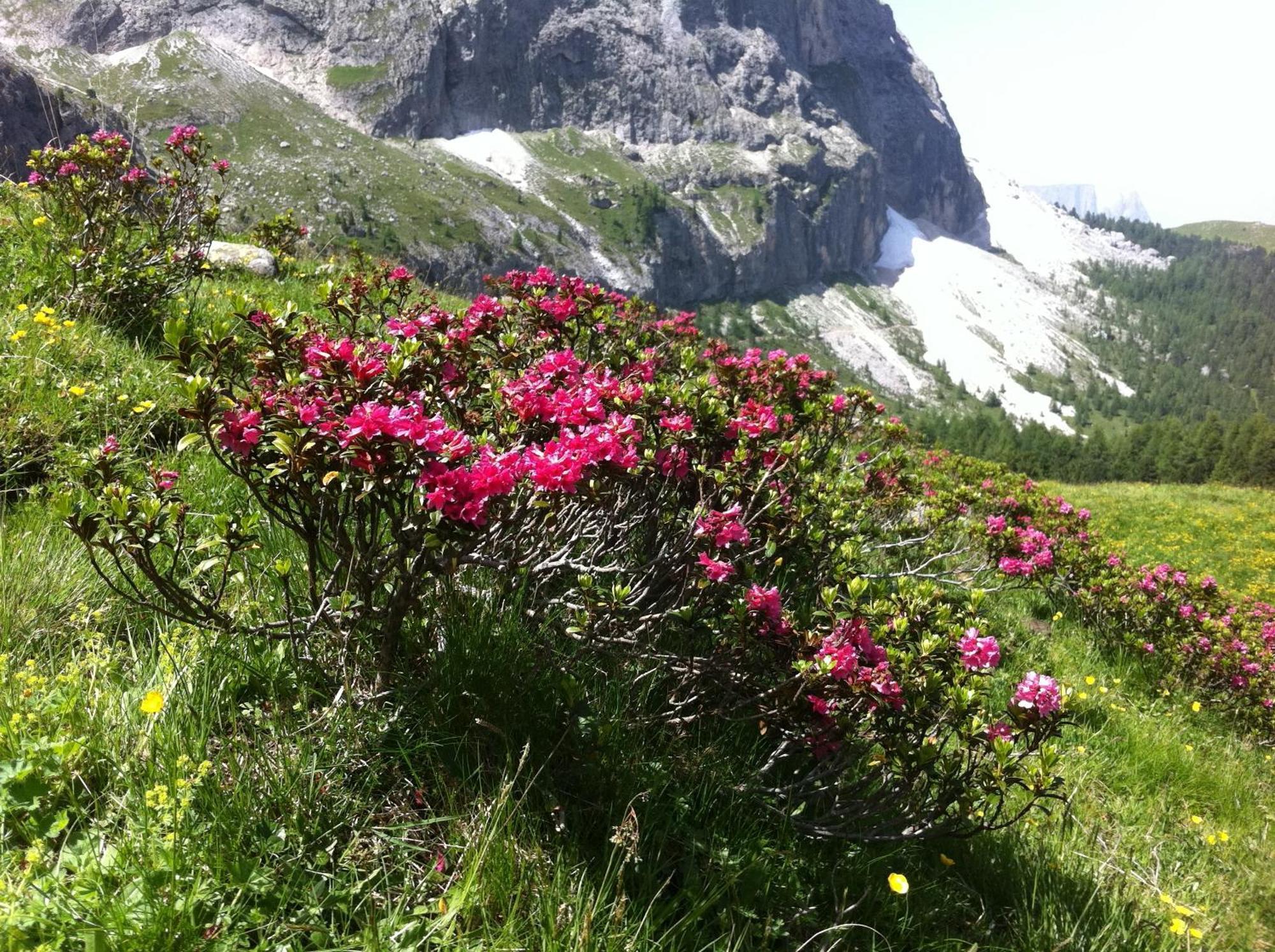 Garni La Bercia Hotel Selva di Val Gardena Luaran gambar